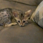 Maximus, F-6SBT Male Savannah Brown (black) spotted, DOB 3-13-16