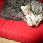 Riptide, savannah, F-6B male DOB 4-25-16