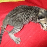 Riptide, savannah, F-6B male DOB 4-25-16