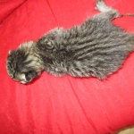 Riptide, savannah, F-6B male DOB 4-25-16