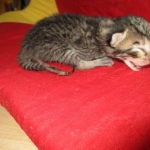 Riptide, savannah, F-6B male DOB 4-25-16