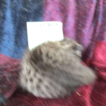 Riptide, savannah, F-6B male DOB 4-25-16