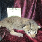 Riptide, savannah, F-6B male DOB 4-25-16