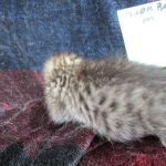 Riptide, savannah, F-6B male DOB 4-25-16