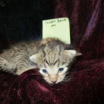 Riptide, savannah, F-6B male DOB 4-25-16