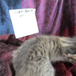 Riptide, savannah, F-6B male DOB 4-25-16