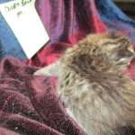 Riptide, savannah, F-6B male DOB 4-25-16