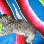 Riptide, savannah, F-6B male DOB 4-25-16