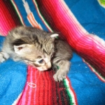 Riptide, savannah, F-6B male DOB 4-25-16