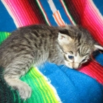 Riptide, savannah, F-6B male DOB 4-25-16