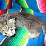 Riptide, savannah, F-6B male DOB 4-25-16