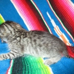 Riptide, savannah, F-6B male DOB 4-25-16