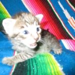 Riptide, savannah, F-6B male DOB 4-25-16