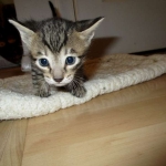 Riptide, savannah, F-6B male DOB 4-25-16