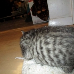 Riptide, savannah, F-6B male DOB 4-25-16