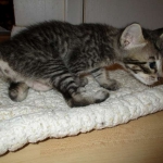 Riptide, savannah, F-6B male DOB 4-25-16