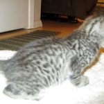 Riptide, savannah, F-6B male DOB 4-25-16