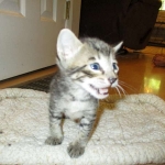 Riptide, savannah, F-6B male DOB 4-25-16