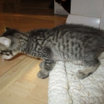 Riptide, savannah, F-6B male DOB 4-25-16