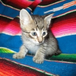 Riptide, savannah, F-6B male DOB 4-25-16