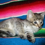 Riptide, savannah, F-6B male DOB 4-25-16