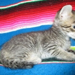 Riptide, savannah, F-6B male DOB 4-25-16