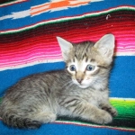 Riptide, savannah, F-6B male DOB 4-25-16