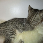 Riptide, savannah, F-6B male DOB 4-25-16