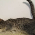 Riptide, savannah, F-6B male DOB 4-25-16