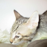 Riptide, savannah, F-6B male DOB 4-25-16