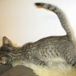 Riptide, savannah, F-6B male DOB 4-25-16