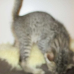 Riptide, savannah, F-6B male DOB 4-25-16