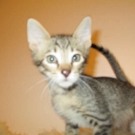 Riptide, savannah, F-6B male DOB 4-25-16