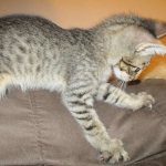 Riptide, savannah, F-6B male DOB 4-25-16