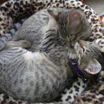 Violet and Riptide