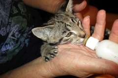 Rhett Butler F-2B Brown Black Spotted savannah male DOB 6-16-16