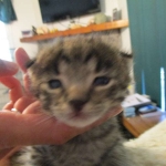 Rhett, F-2B Savannah, Male, Brown Black spotted DOB 6-16-16