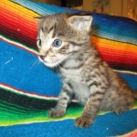 Rhett, F-2B Savannah, Male, Brown Black spotted DOB 6-16-16