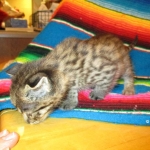 Rhett, F-2B Savannah, Male, Brown Black spotted DOB 6-16-16