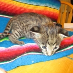 Rhett, F-2B Savannah, Male, Brown Black spotted DOB 6-16-16