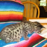 Rhett, F-2B Savannah, Male, Brown Black spotted DOB 6-16-16