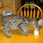 Rhett, F-2B Savannah, Male, Brown Black spotted DOB 6-16-16