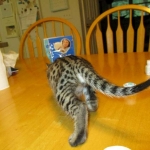 Rhett, F-2B Savannah, Male, Brown Black spotted DOB 6-16-16