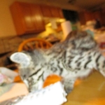 Rhett, F-2B Savannah, Male, Brown Black spotted DOB 6-16-16