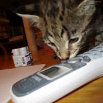 Rhett, F-2B Savannah, Male, Brown Black spotted DOB 6-16-16