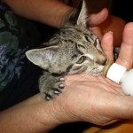 Rhett, F-2B Savannah, Male, Brown Black spotted DOB 6-16-16