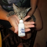 Rhett, F-2B Savannah, Male, Brown Black spotted DOB 6-16-16