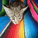 Rhett, F-2B Savannah, Male, Brown Black spotted DOB 6-16-16