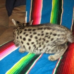 Rhett, F-2B Savannah, Male, Brown Black spotted DOB 6-16-16
