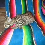Rhett, F-2B Savannah, Male, Brown Black spotted DOB 6-16-16